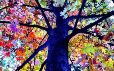 Far crescere l’albero dell’amore.