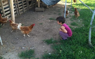 Le galline con il buon Karma.